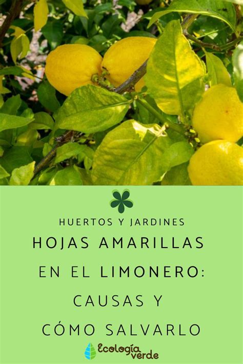 Hojas amarillas en limón: causas y cómo salvarlo